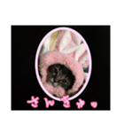 sweet にゃんず（個別スタンプ：3）