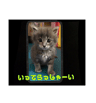 sweet にゃんず（個別スタンプ：5）