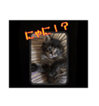 sweet にゃんず（個別スタンプ：7）