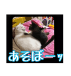 sweet にゃんず（個別スタンプ：9）