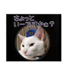 sweet にゃんず（個別スタンプ：11）