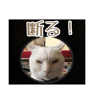 sweet にゃんず（個別スタンプ：12）