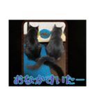 sweet にゃんず（個別スタンプ：14）