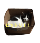 うちのネコりん（個別スタンプ：1）