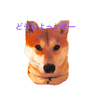 sibainu sa-（個別スタンプ：2）
