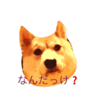 sibainu sa-（個別スタンプ：3）