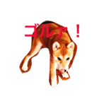 sibainu sa-（個別スタンプ：5）