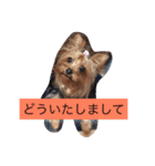 犬尾家の犬々part2（個別スタンプ：3）