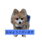 犬尾家の犬々part2（個別スタンプ：4）