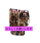 犬尾家の犬々part2（個別スタンプ：5）