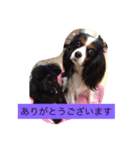 犬尾家の犬々part2（個別スタンプ：6）