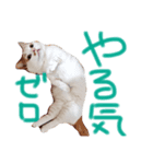 小太郎さんとあずきさん。（個別スタンプ：2）