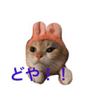 気まぐれハニー（個別スタンプ：1）