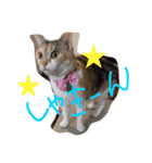 気まぐれハニー（個別スタンプ：3）