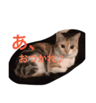 気まぐれハニー（個別スタンプ：4）