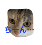 気まぐれハニー（個別スタンプ：7）