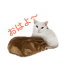 ucino neko nihiki moji miyaskusitemita（個別スタンプ：1）
