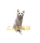 ucino neko nihiki moji miyaskusitemita（個別スタンプ：2）