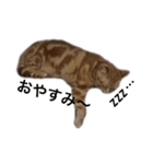 ucino neko nihiki moji miyaskusitemita（個別スタンプ：4）
