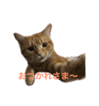 ucino neko nihiki moji miyaskusitemita（個別スタンプ：5）