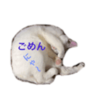 ucino neko nihiki moji miyaskusitemita（個別スタンプ：6）