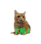 ucino neko nihiki moji miyaskusitemita（個別スタンプ：7）