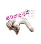 ucino neko nihiki moji miyaskusitemita（個別スタンプ：8）