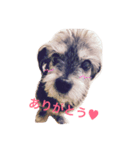 シープー犬  レオの日常（個別スタンプ：1）