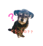シープー犬  レオの日常（個別スタンプ：2）