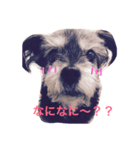 シープー犬  レオの日常（個別スタンプ：5）