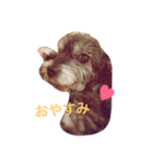 シープー犬  レオの日常（個別スタンプ：8）