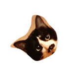 凶暴猫チョビスケ（個別スタンプ：1）