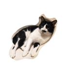 凶暴猫チョビスケ（個別スタンプ：2）