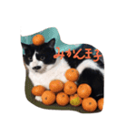 凶暴猫チョビスケ（個別スタンプ：4）