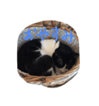凶暴猫チョビスケ（個別スタンプ：5）