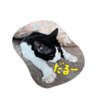 凶暴猫チョビスケ（個別スタンプ：6）