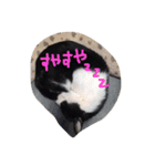 凶暴猫チョビスケ（個別スタンプ：8）
