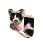 凶暴猫チョビスケ（個別スタンプ：9）