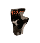 凶暴猫チョビスケ（個別スタンプ：11）
