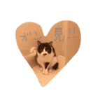 凶暴猫チョビスケ（個別スタンプ：12）