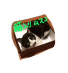 凶暴猫チョビスケ（個別スタンプ：13）
