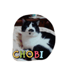凶暴猫チョビスケ（個別スタンプ：14）