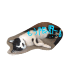 凶暴猫チョビスケ（個別スタンプ：15）