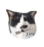 凶暴猫チョビスケ（個別スタンプ：16）
