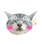 ねこあるある（個別スタンプ：1）