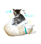 ねこあるある（個別スタンプ：2）
