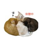 ねこあるある（個別スタンプ：3）