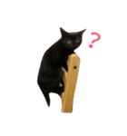 ねこあるある（個別スタンプ：4）