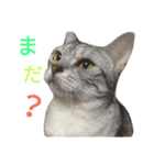 ねこあるある（個別スタンプ：5）
