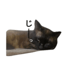 ねこあるある（個別スタンプ：6）